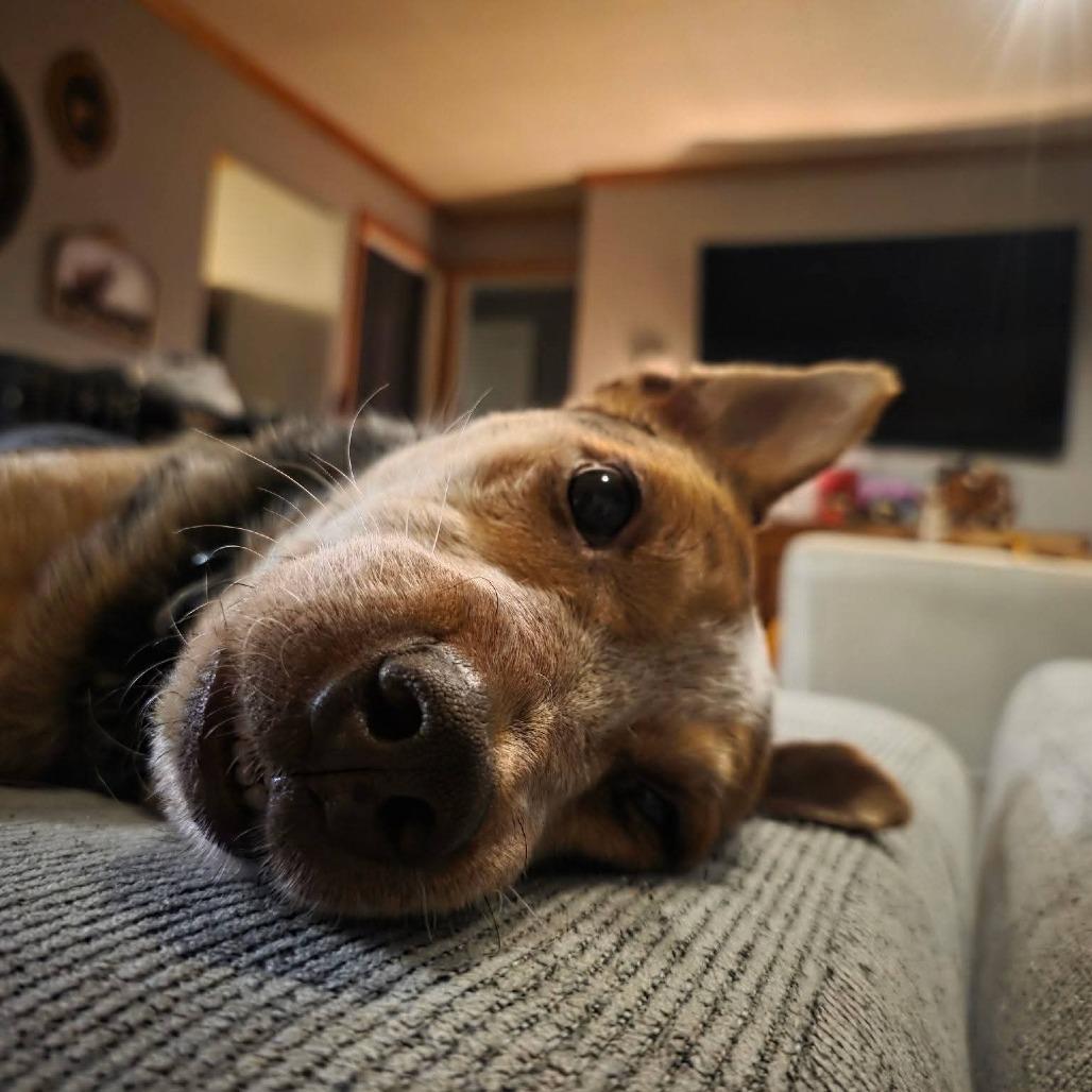 Enlarge Piper, a Adoptable mixed breed in Blair, WI image 5/6