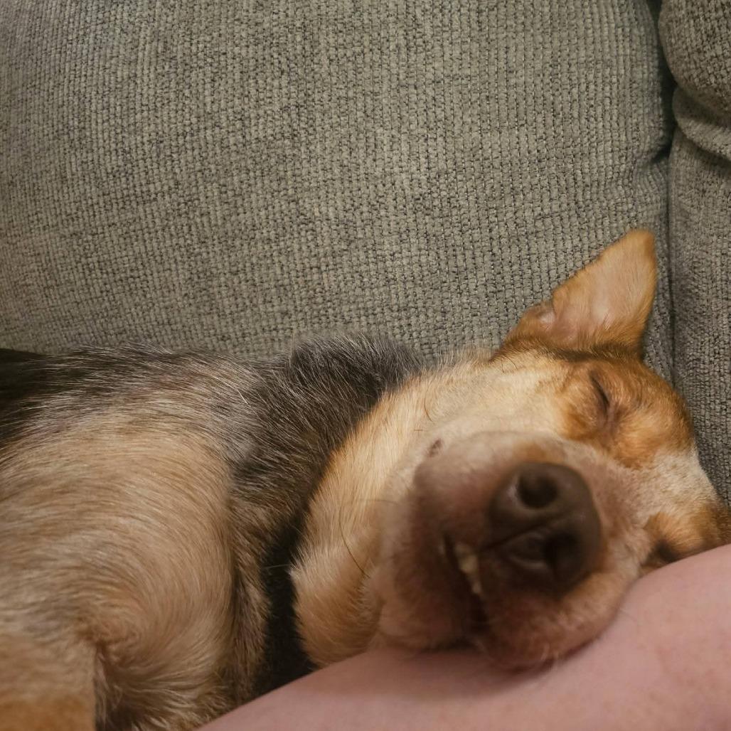 Enlarge Piper, a Adoptable mixed breed in Blair, WI image 6/6