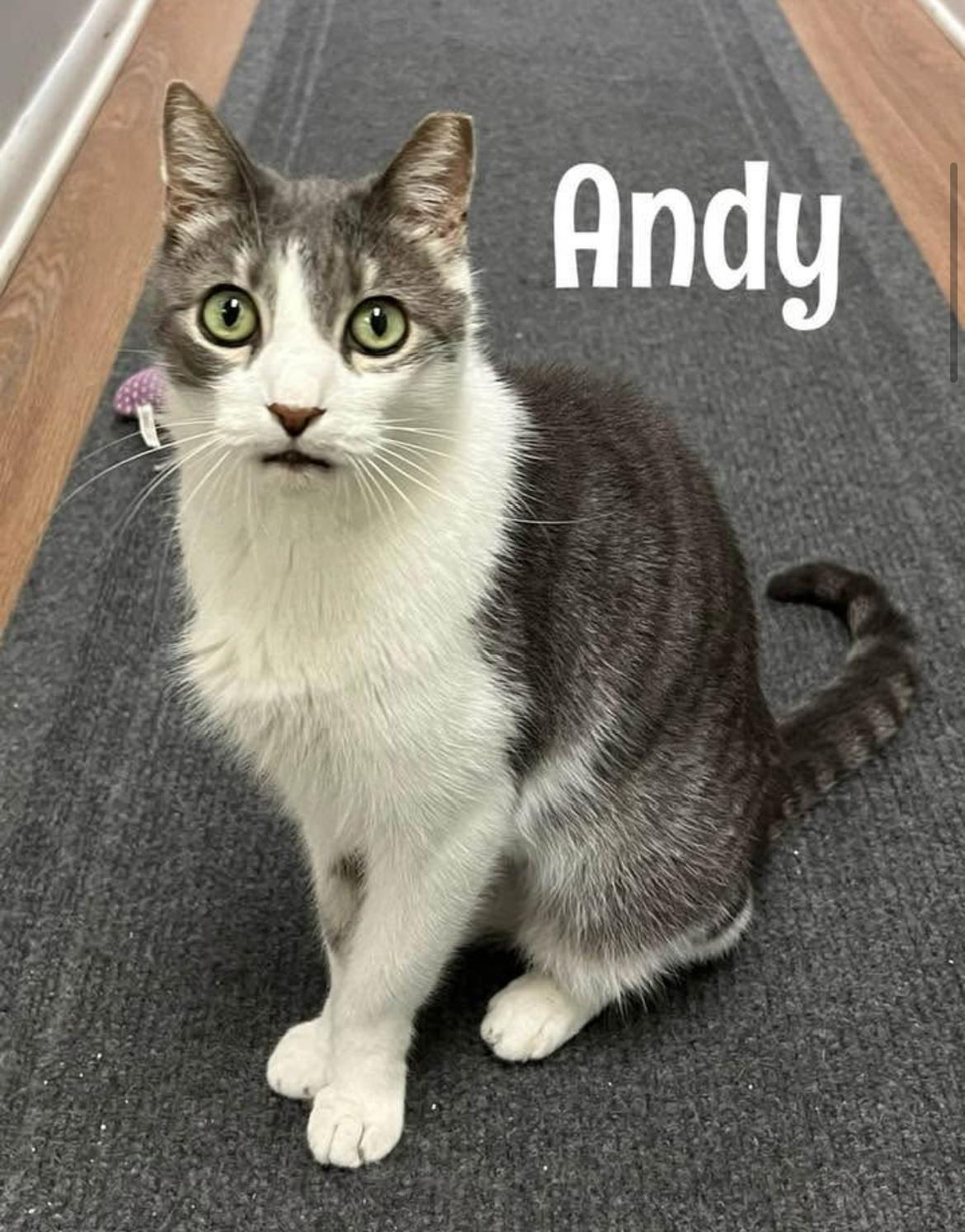Enlarge Andy, a Adoptable Domestic Short Hair in Warminster, PA image 1/6