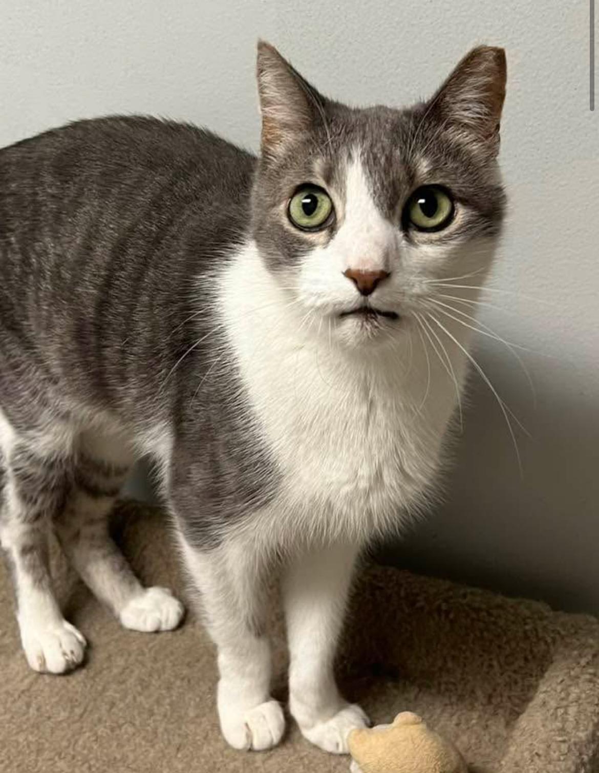 Enlarge Andy, a Adoptable Domestic Short Hair in Warminster, PA image 3/6