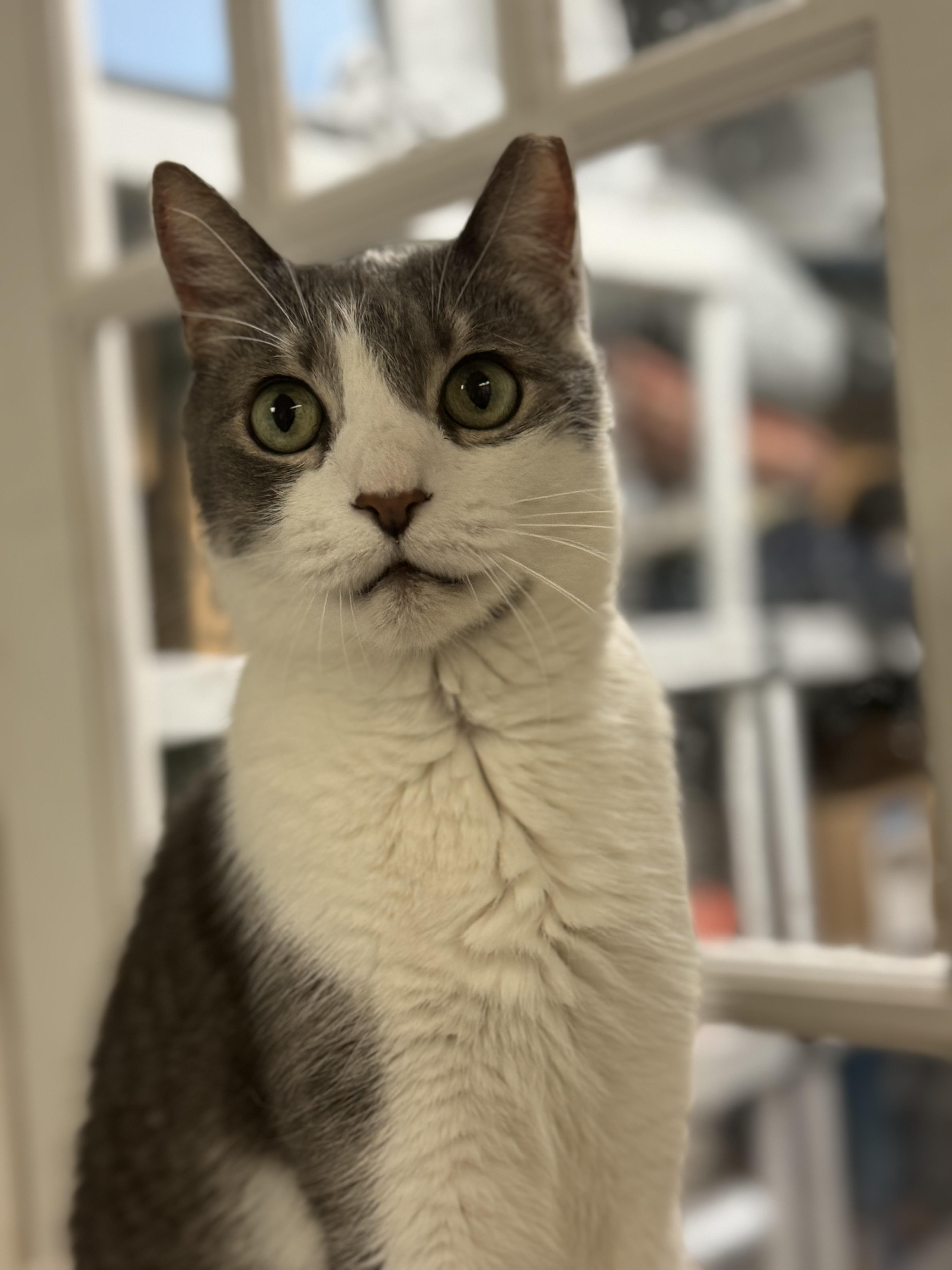 Andy, Adoptable, Senior Male Domestic Short Hair.