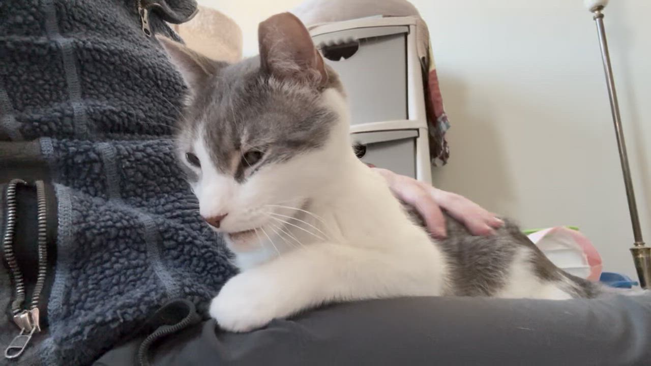 Enlarge Andy, a Adoptable Domestic Short Hair in Warminster, PA video 6/6