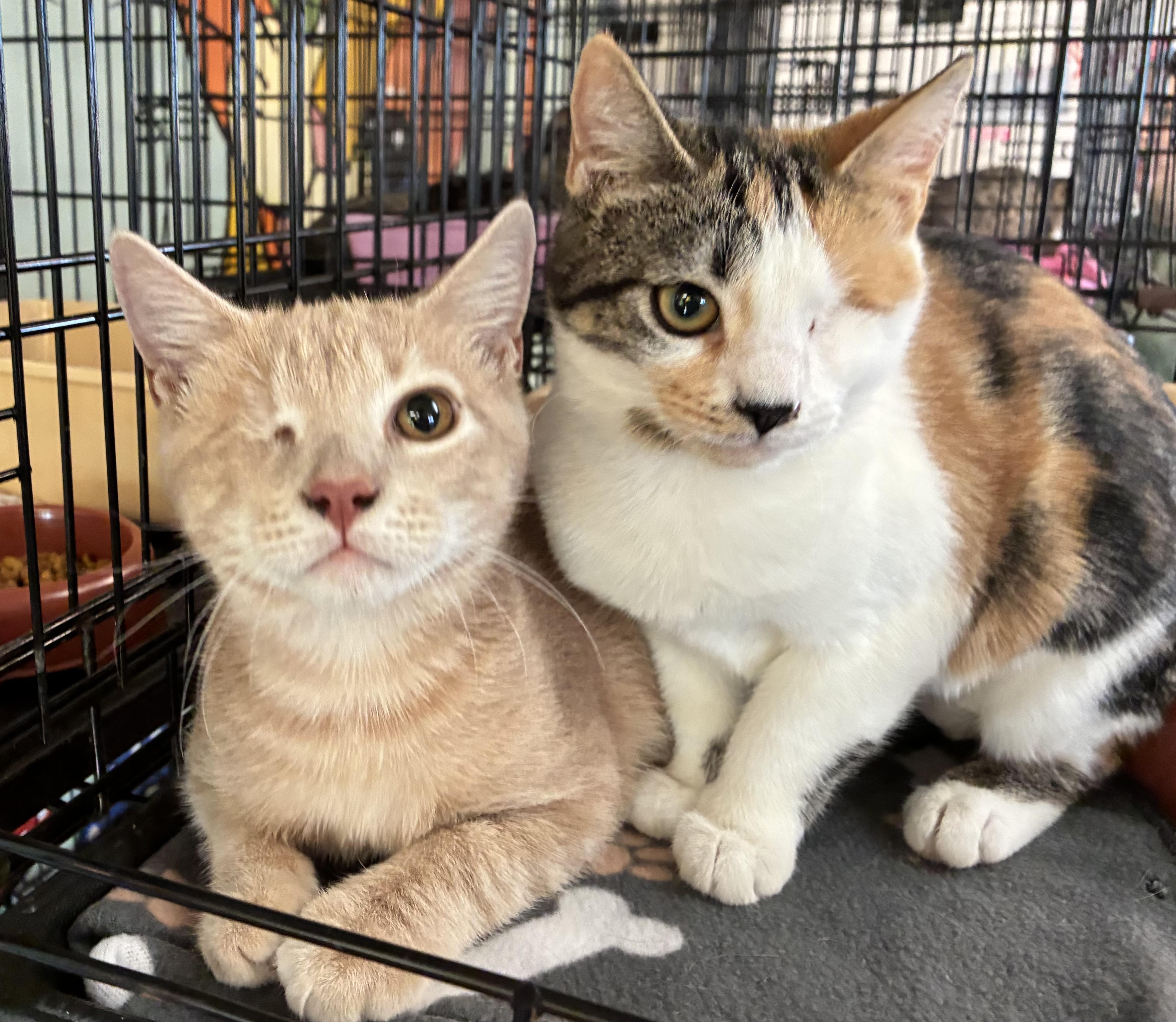 Odin & Mayari (bonded)