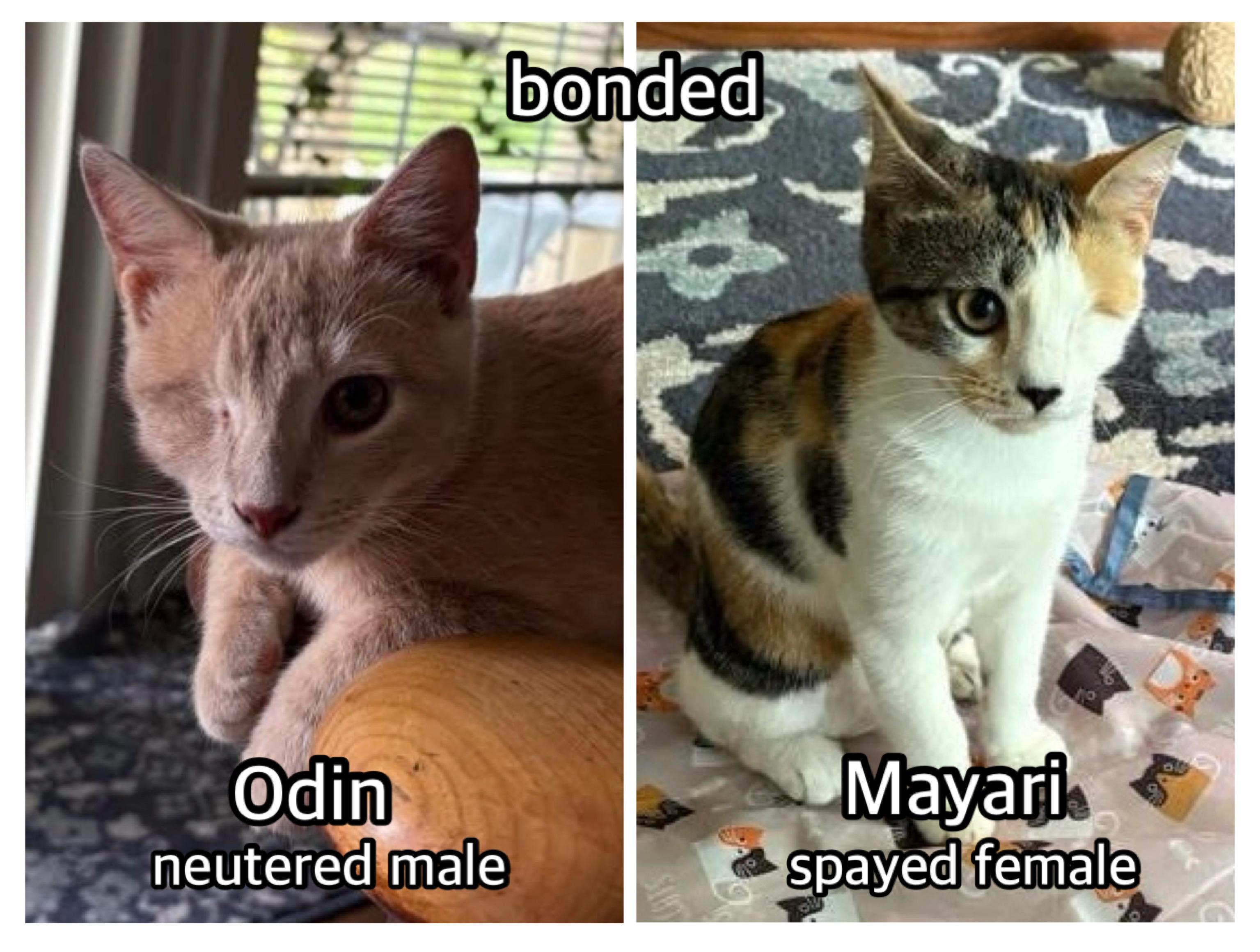 Odin & Mayari (bonded)