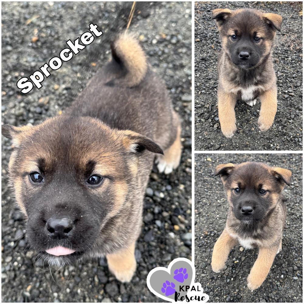 Enlarge Sprocket - Fraggle Rock Litter, a Adoptable mixed breed in Kenai, AK image 1/2