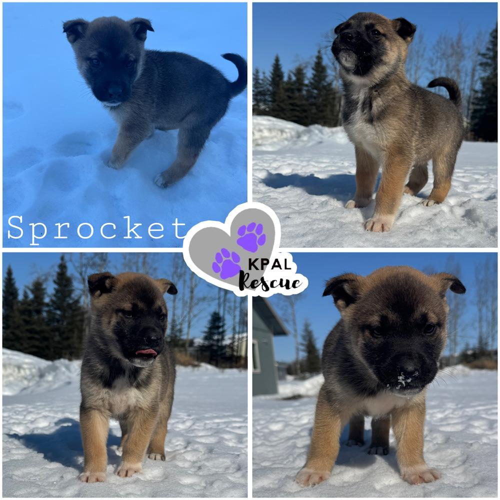 Enlarge Sprocket - Fraggle Rock Litter, a Adoptable mixed breed in Kenai, AK image 2/2