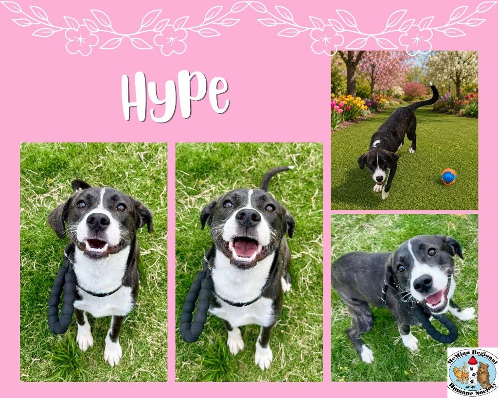 Hype, Adoptable, Puppy Female Terrier.