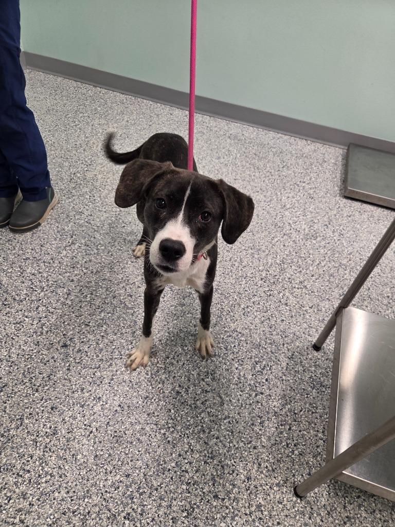 Enlarge Hype, a Adoptable mixed breed in Athens, TN image 2/3