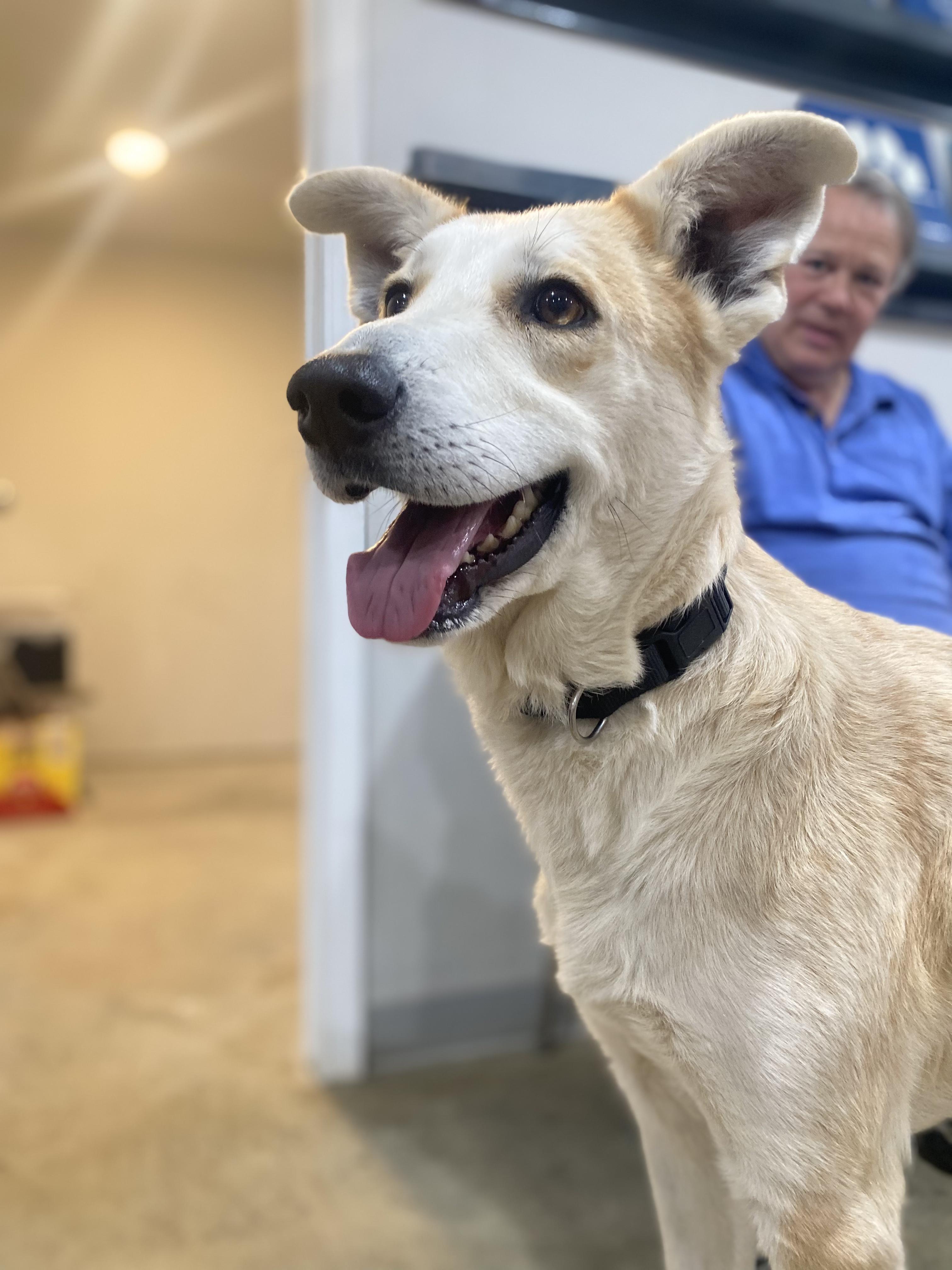 Sonny, a Adoptable mixed breed in Melbourne, AR image 1/4