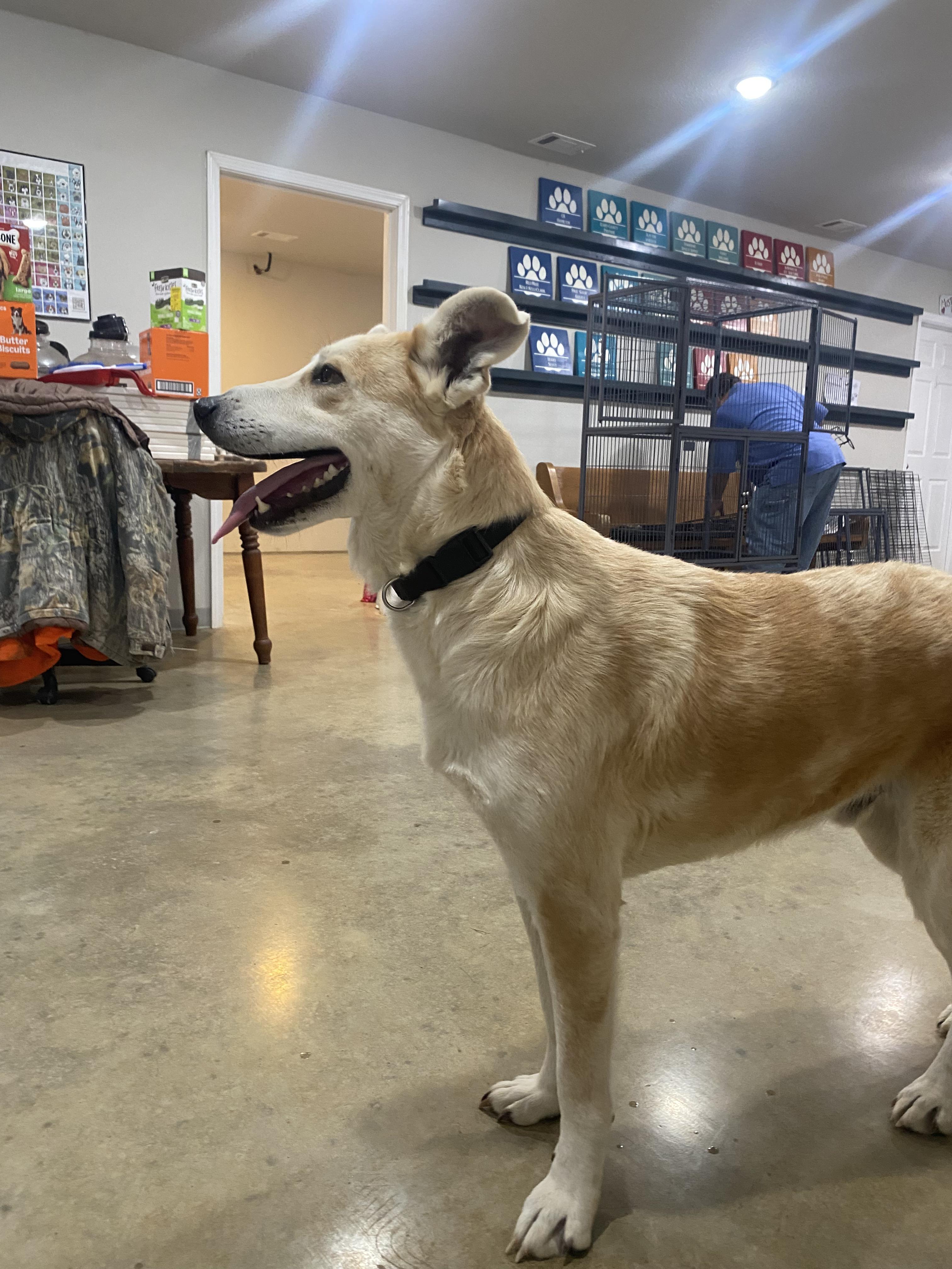 Sonny, a Adoptable mixed breed in Melbourne, AR image 2/4