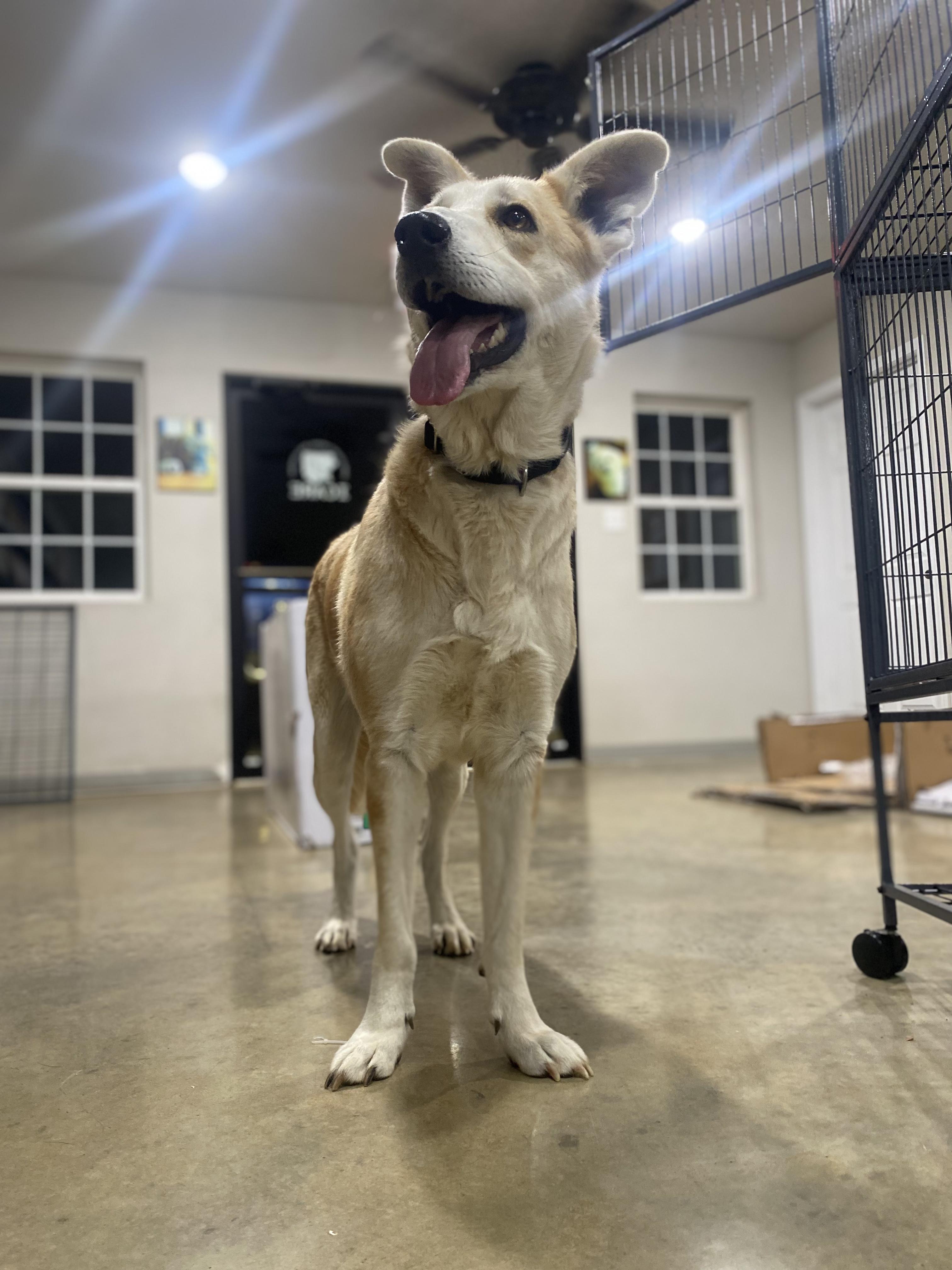 Sonny, a Adoptable mixed breed in Melbourne, AR image 3/4