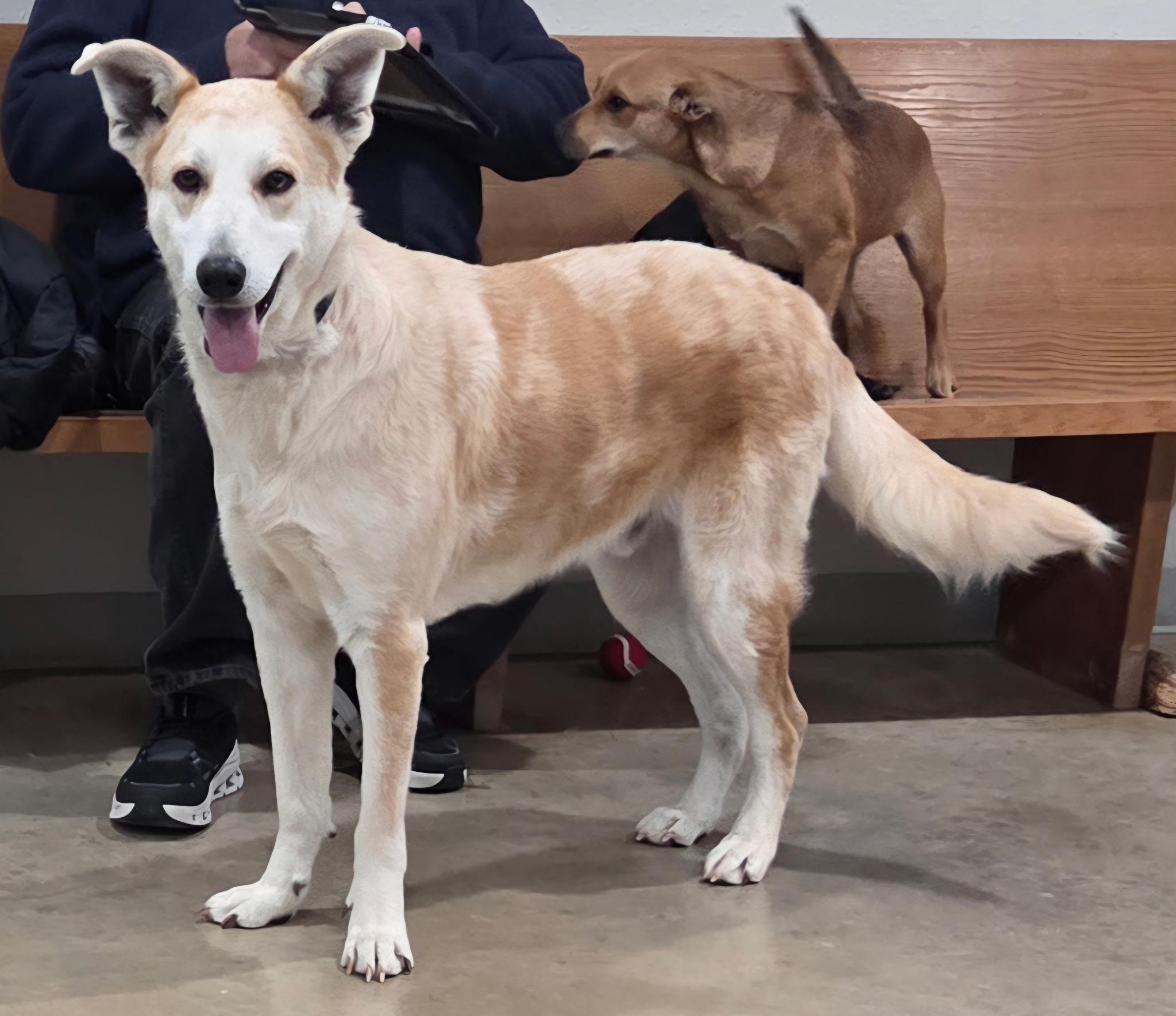 Sonny, a Adoptable mixed breed in Melbourne, AR image 4/4