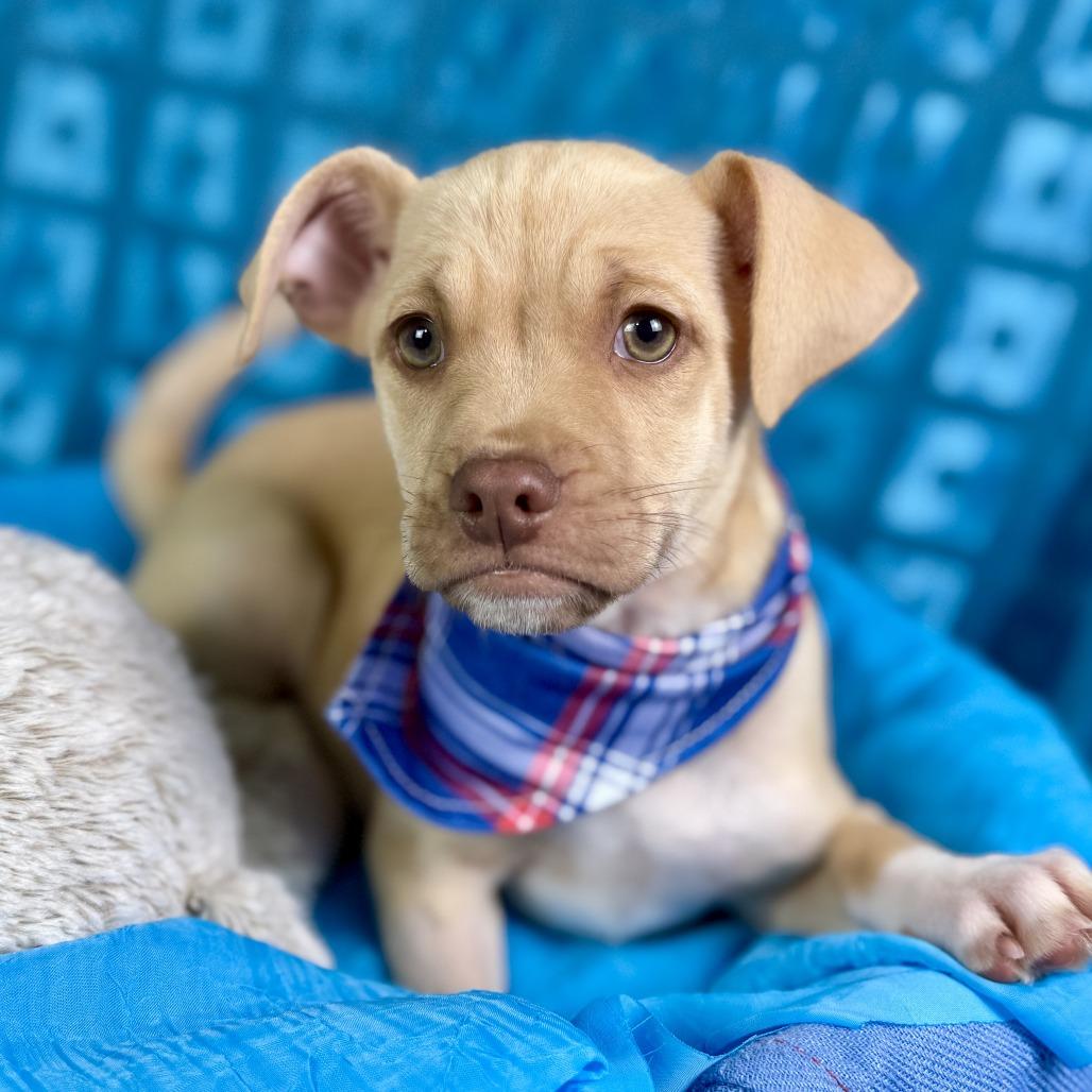 Enlarge Queso - my mom is a PUG! I am going to stay small!, a Adoptable mixed breed in San Antonio, TX image 2/5