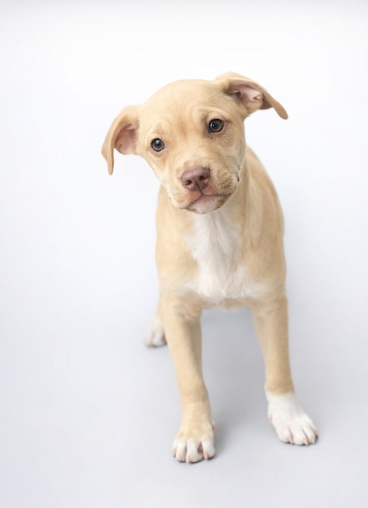 Enlarge Queso - my mom is a PUG! I am going to stay small!, a Adoptable mixed breed in San Antonio, TX image 5/5