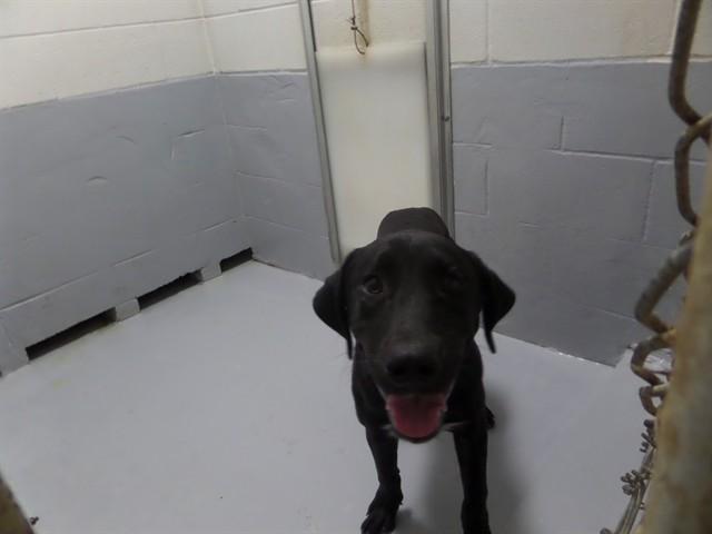 VENOM, Adoptable, Young Male Labrador Retriever.