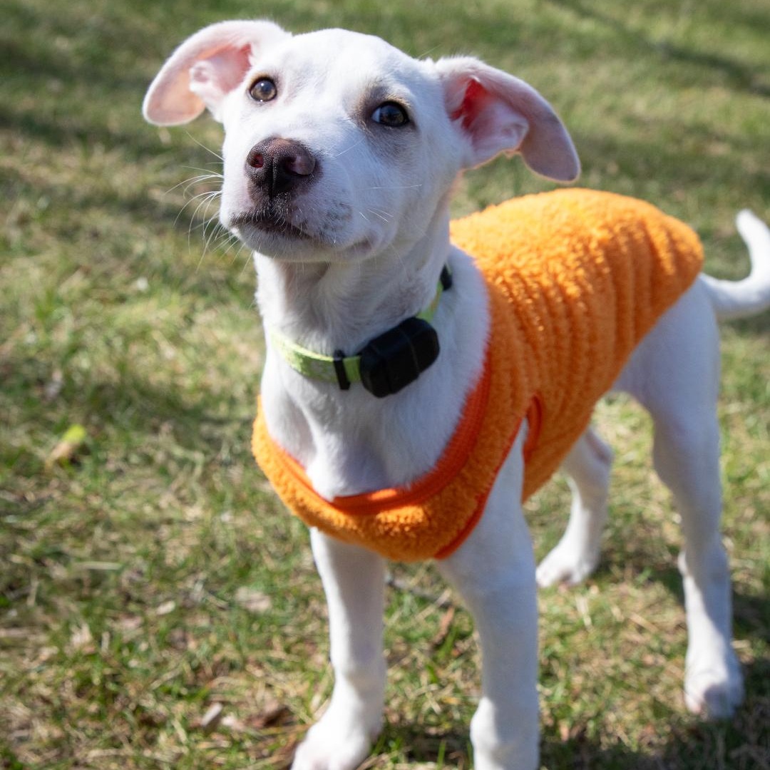 Enlarge Booker, a ADOPTABLE mixed breed in Annapolis, MD image 1/6