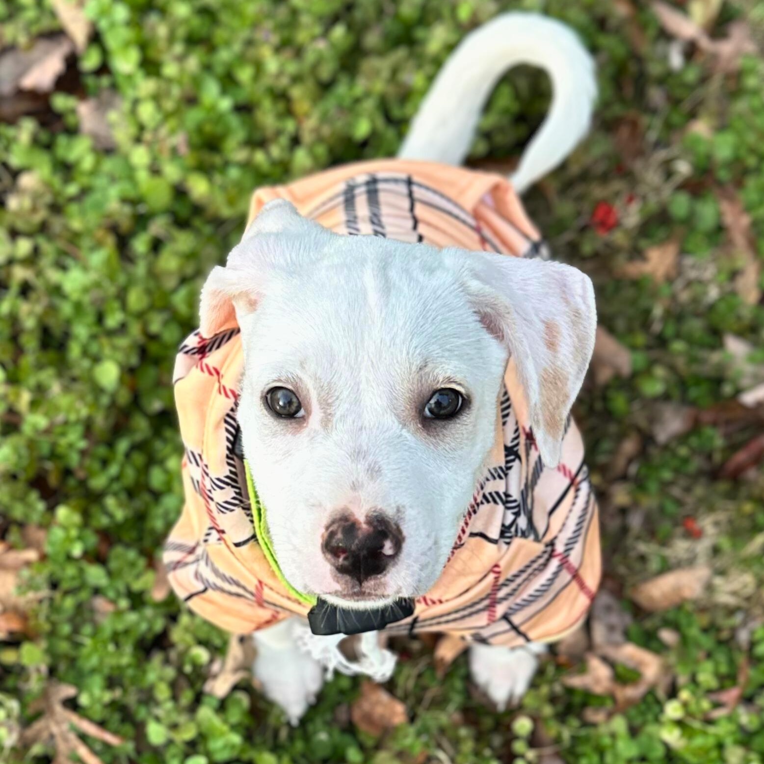 Booker, ADOPTABLE, Puppy Male Terrier.