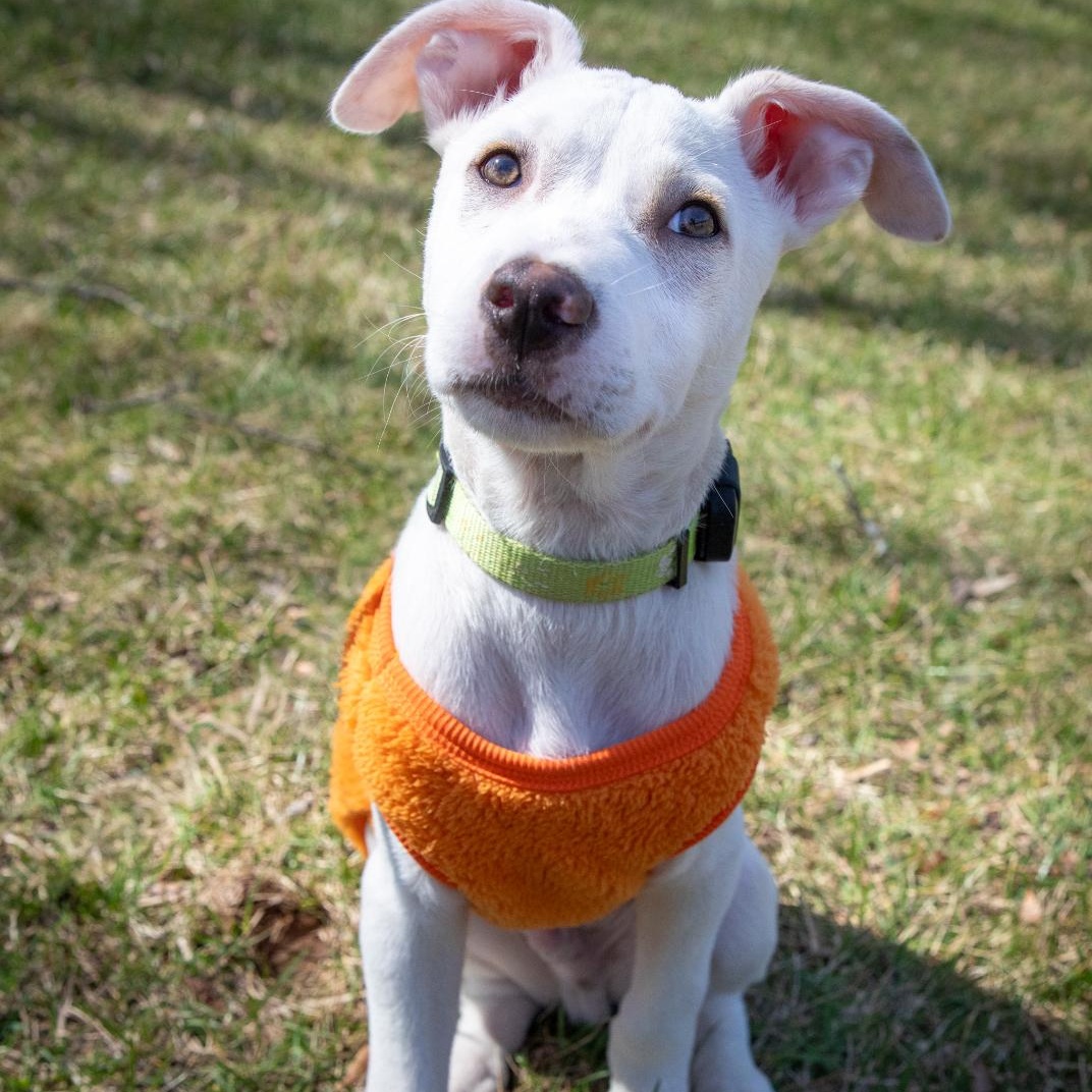 Enlarge Booker, a ADOPTABLE mixed breed in Annapolis, MD image 5/6