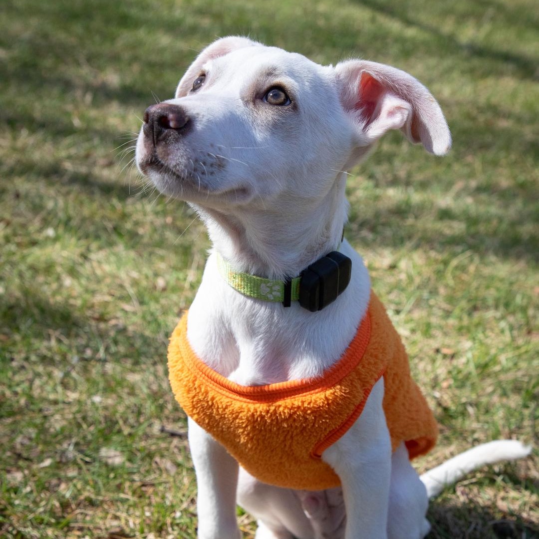 Enlarge Booker, a ADOPTABLE mixed breed in Annapolis, MD image 6/6