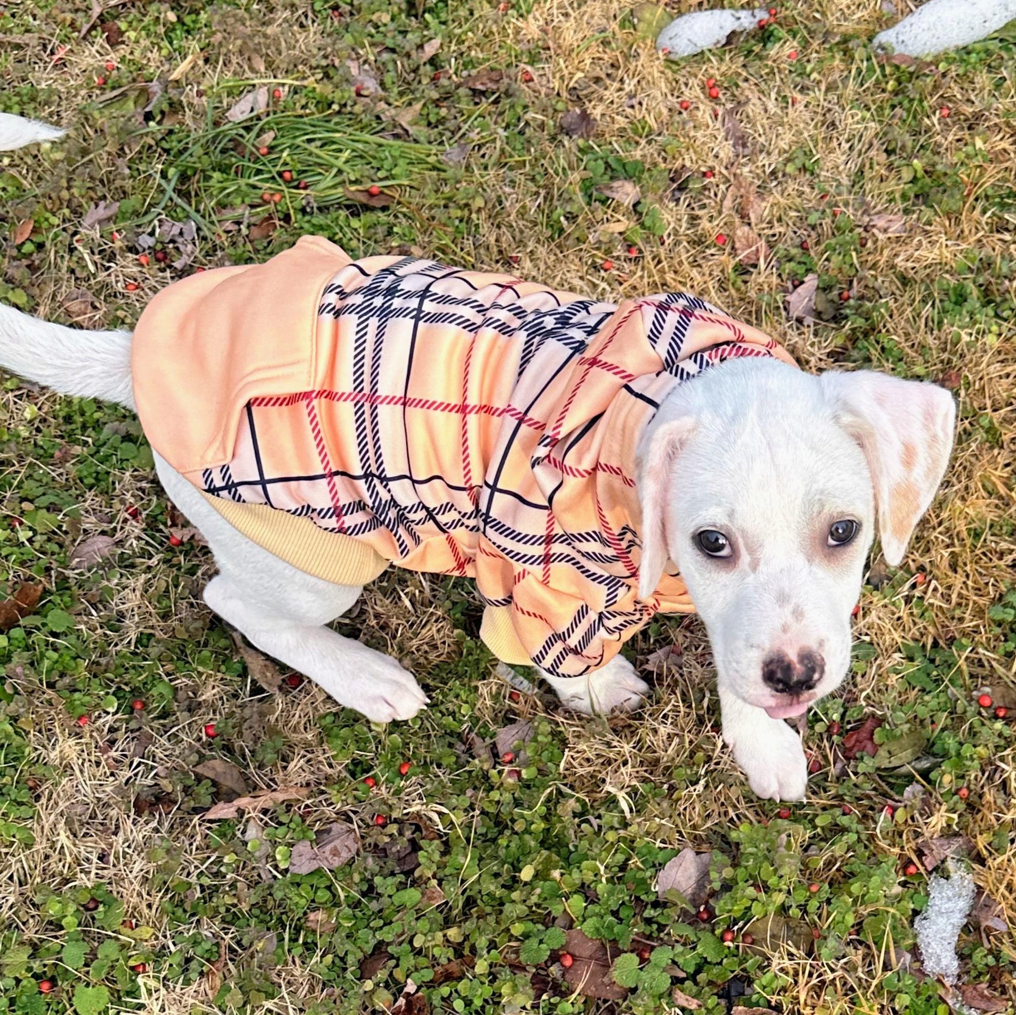 Enlarge Booker, a ADOPTABLE mixed breed in Annapolis, MD image 4/6