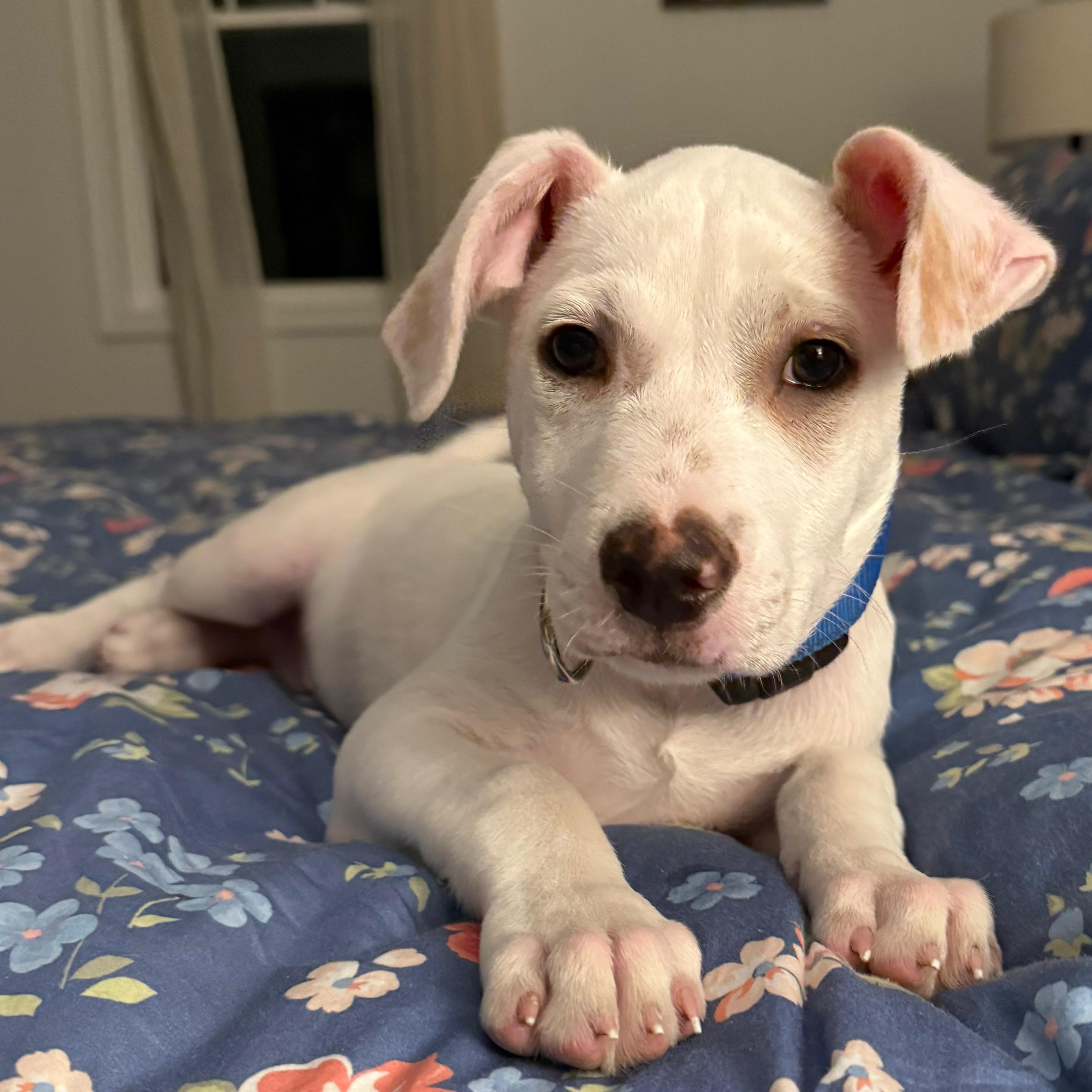 Enlarge Booker, a ADOPTABLE mixed breed in Annapolis, MD image 2/6