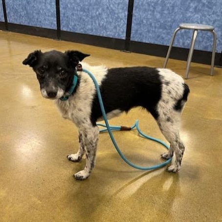 Speckles, Adoptable, Senior Female Rat Terrier.