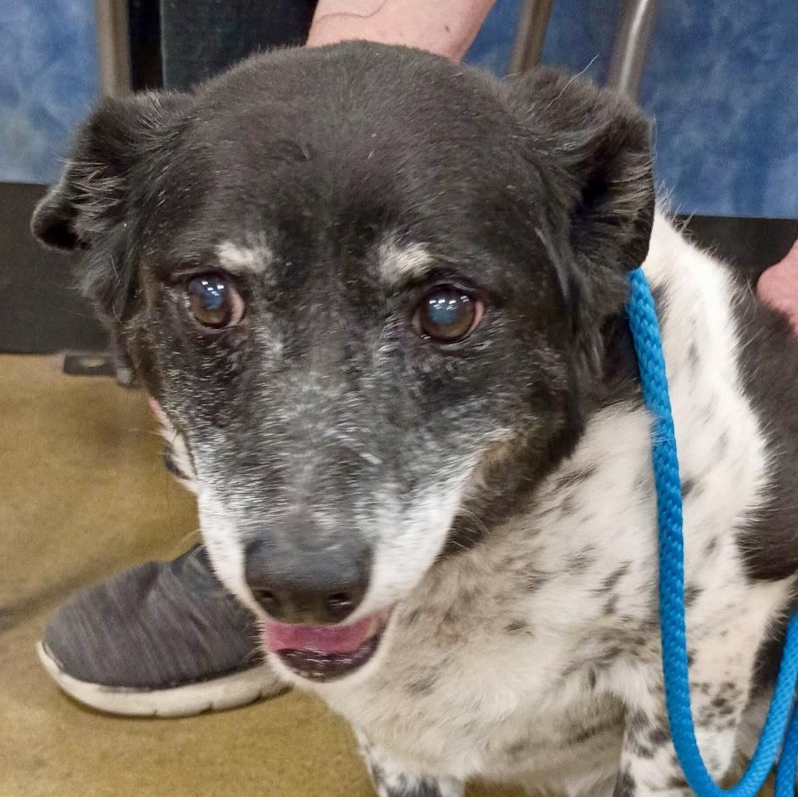 Enlarge Speckles - Sweet Senior Rat Terrier, a Adoptable mixed breed in Tulsa, OK image 1/5