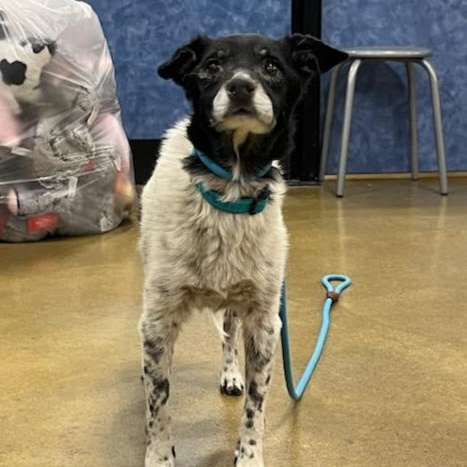 Speckles, a Adoptable mixed breed in Tulsa, OK image 3/3