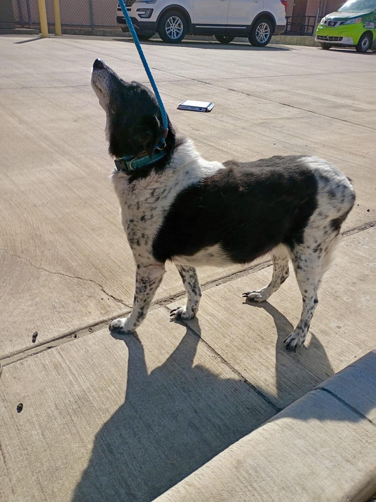 Enlarge Speckles - Sweet Senior Rat Terrier, a Adoptable mixed breed in Tulsa, OK image 2/5