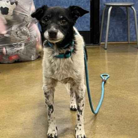 Speckles, a Adoptable mixed breed in Tulsa, OK image 1/3