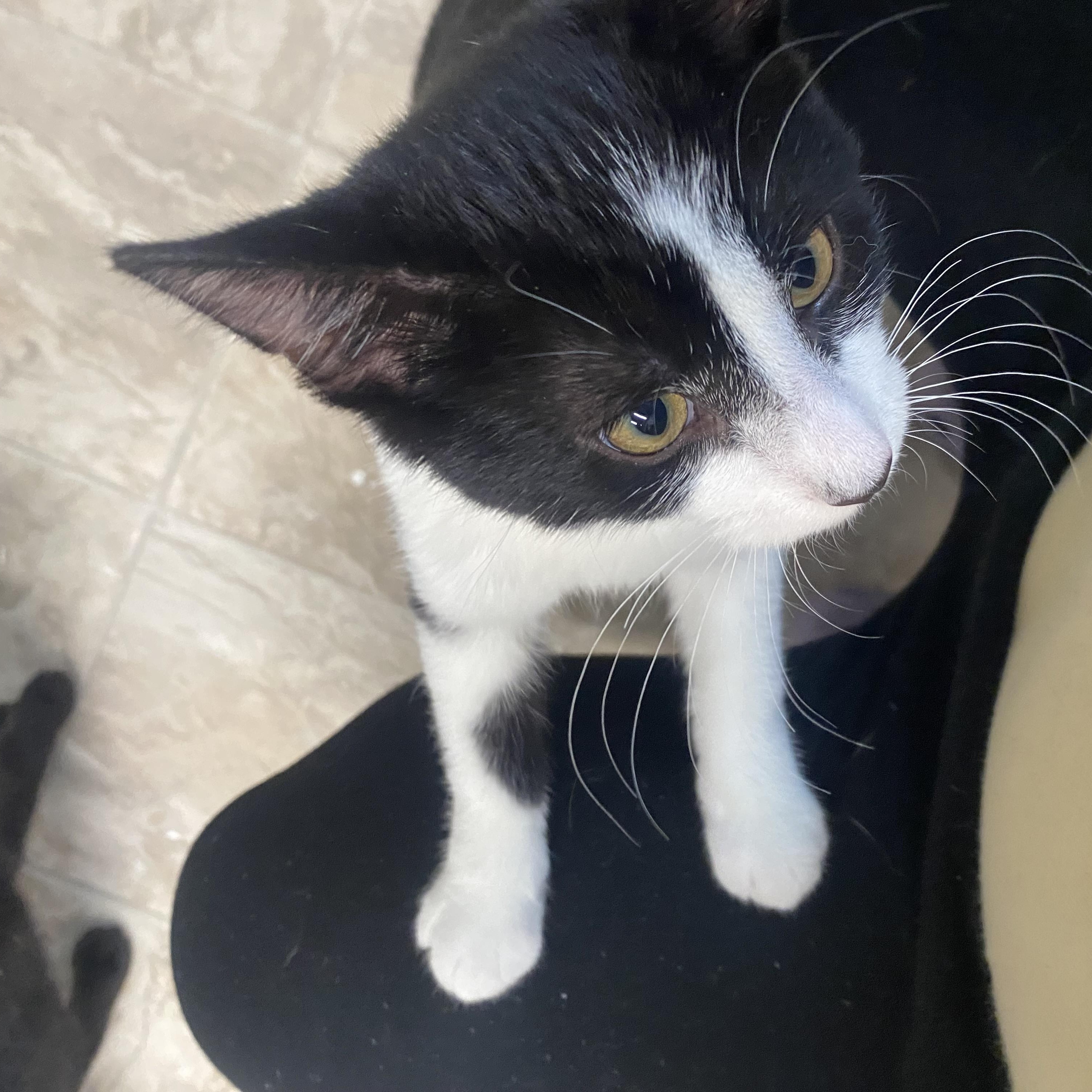 Enlarge Froot Loop, a Adoptable Domestic Short Hair in Belleville, MI image 2/2