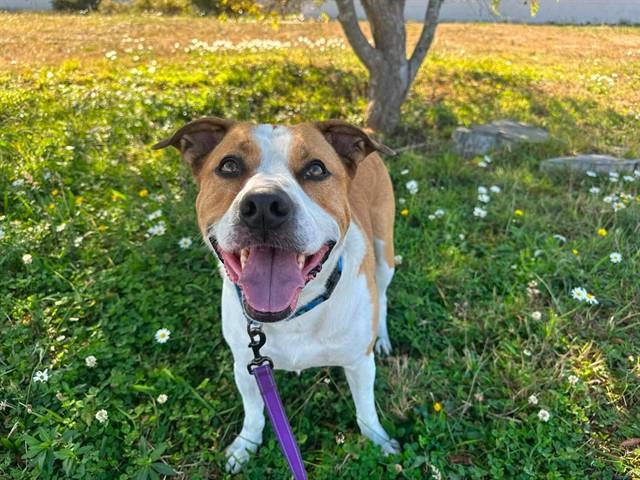 KYLO, Adoptable, Adult Male Pit Bull Terrier & Mixed Breed.