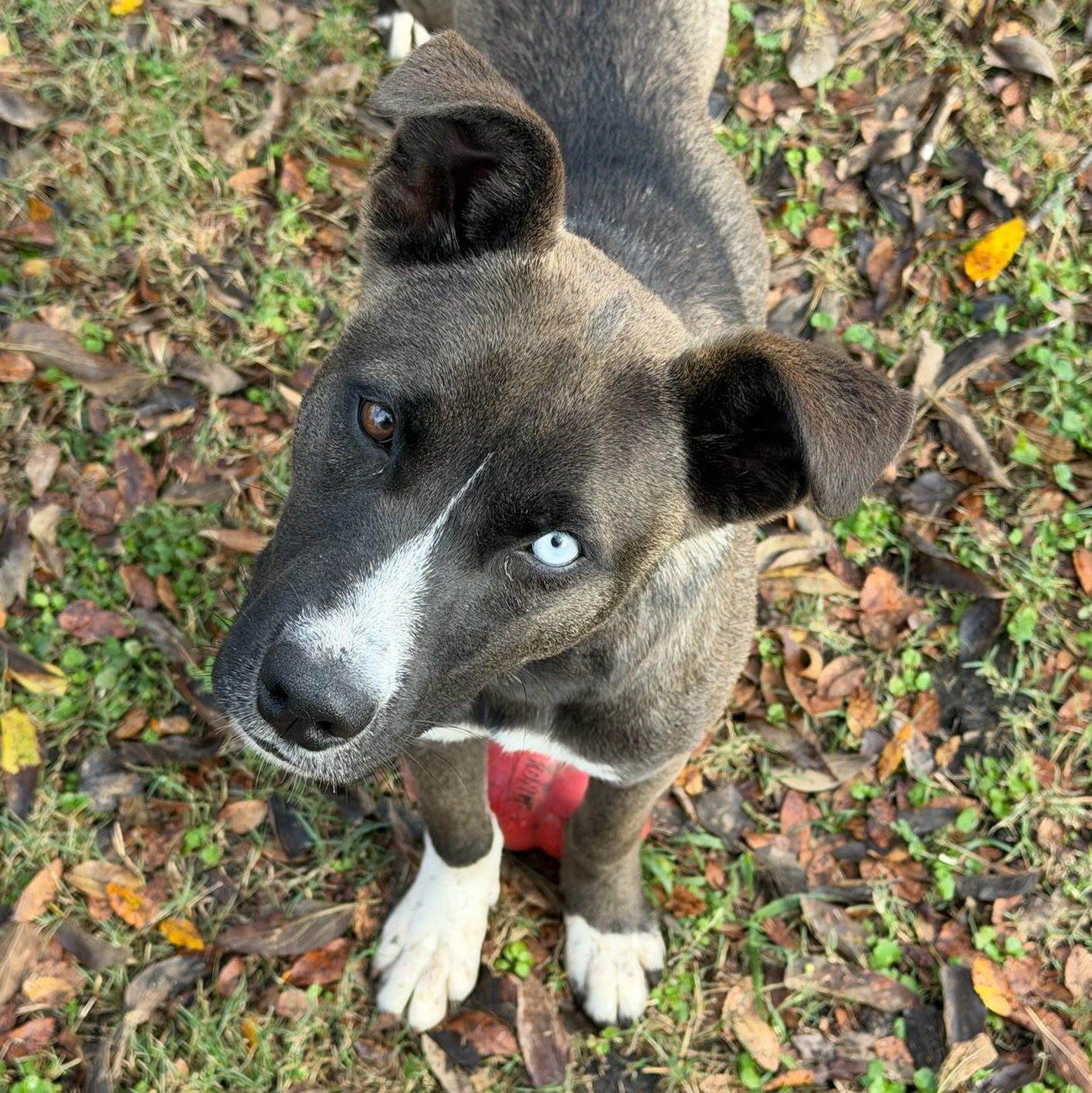 Reyna, a Adoptable mixed breed in Sherman, TX image 3/5