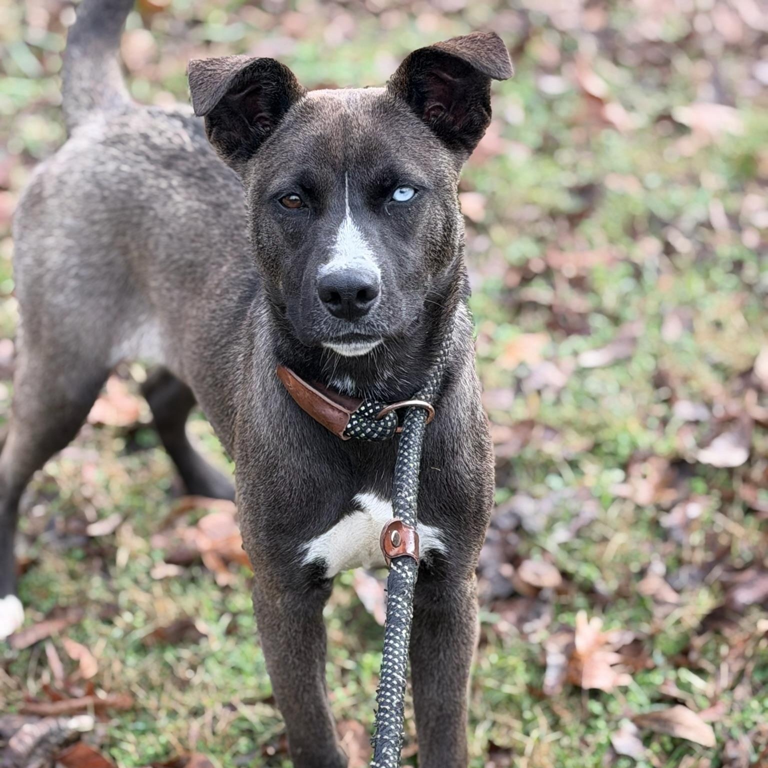 Reyna, a Adoptable mixed breed in Sherman, TX image 2/5