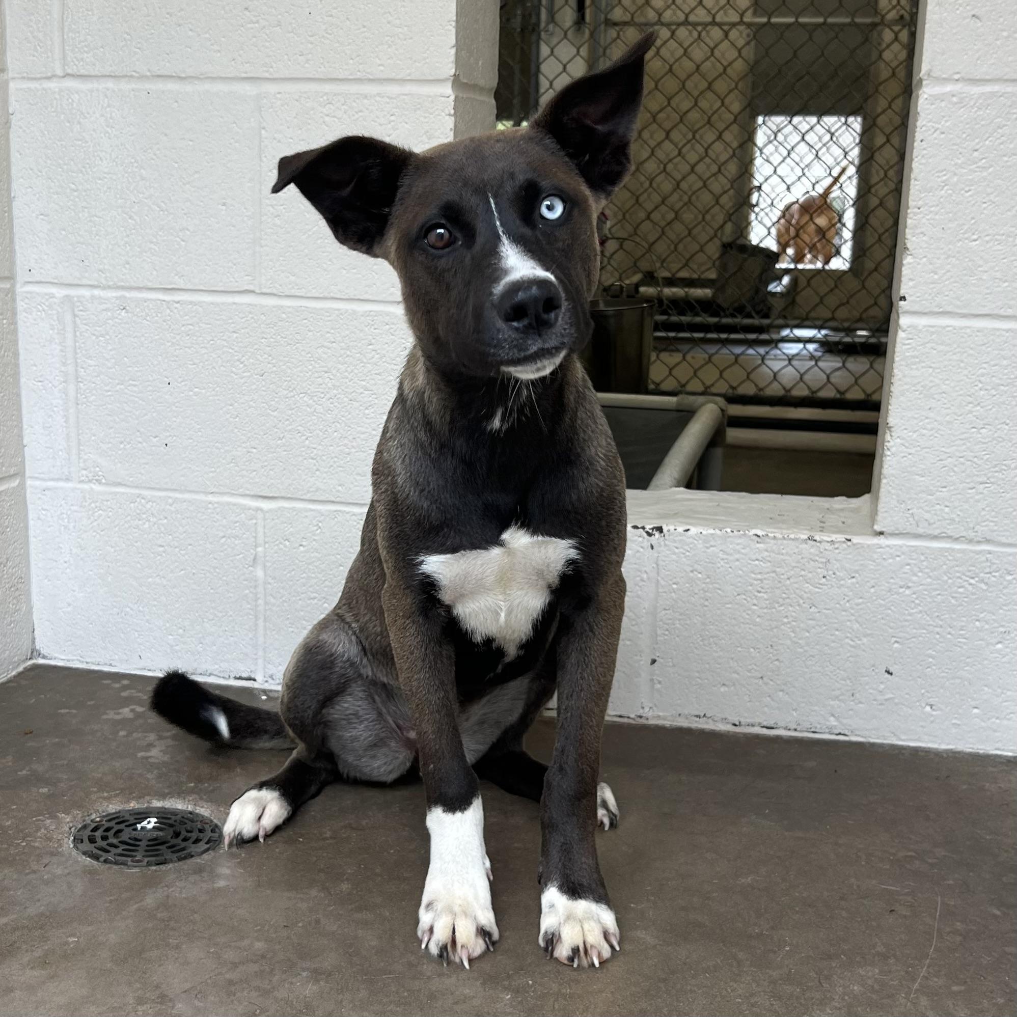 Reyna, a Adoptable mixed breed in Sherman, TX image 5/5