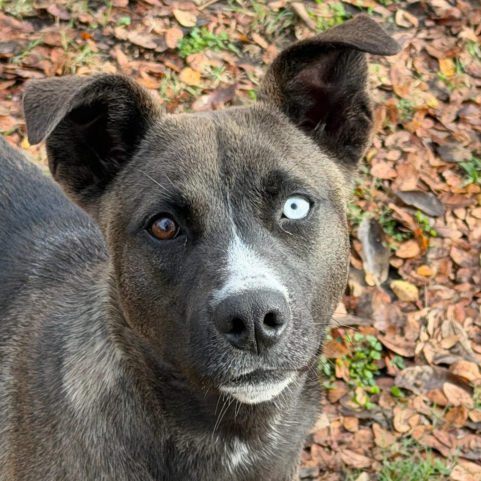 Reyna, a Adoptable mixed breed in Sherman, TX image 1/5