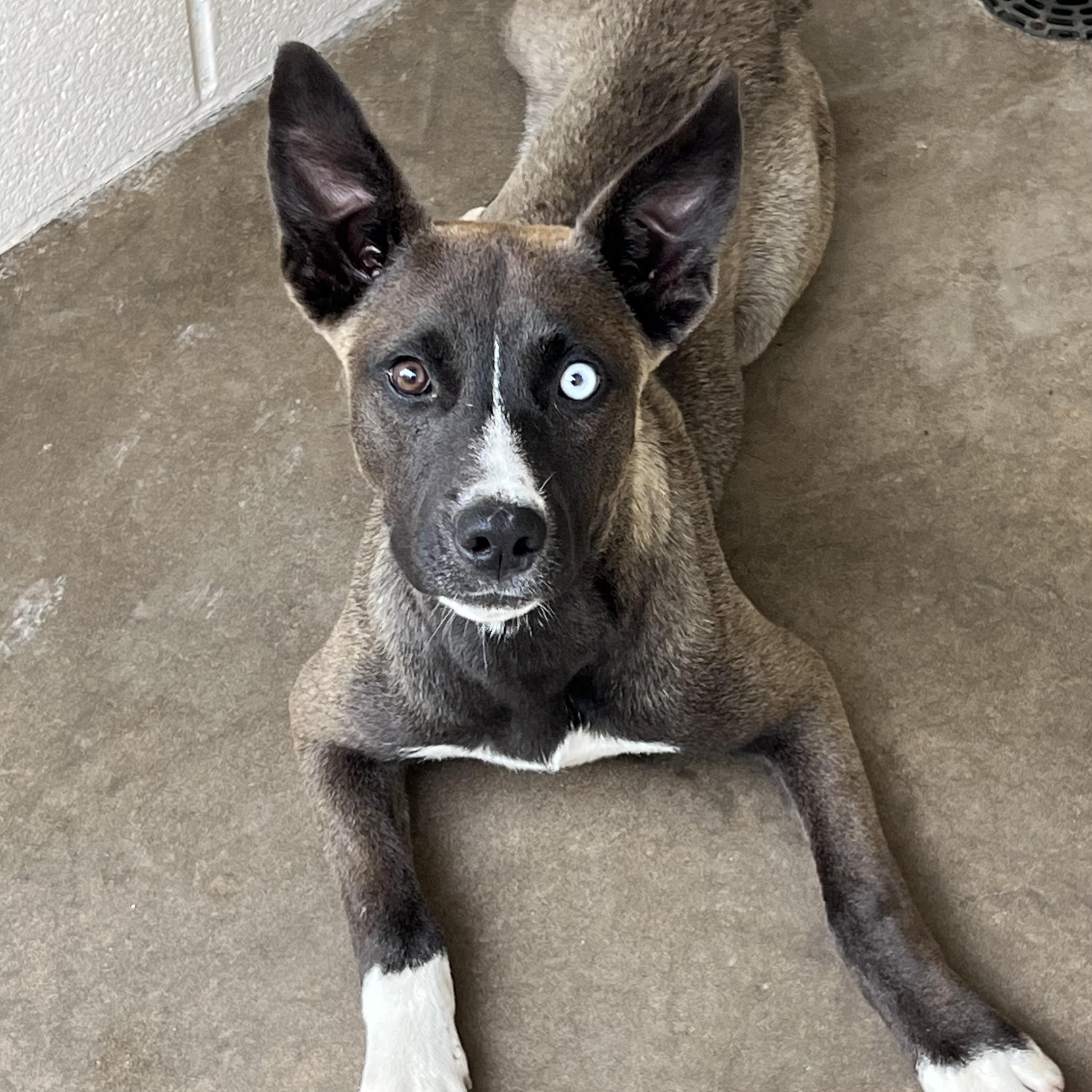 Reyna, a Adoptable mixed breed in Sherman, TX image 4/5