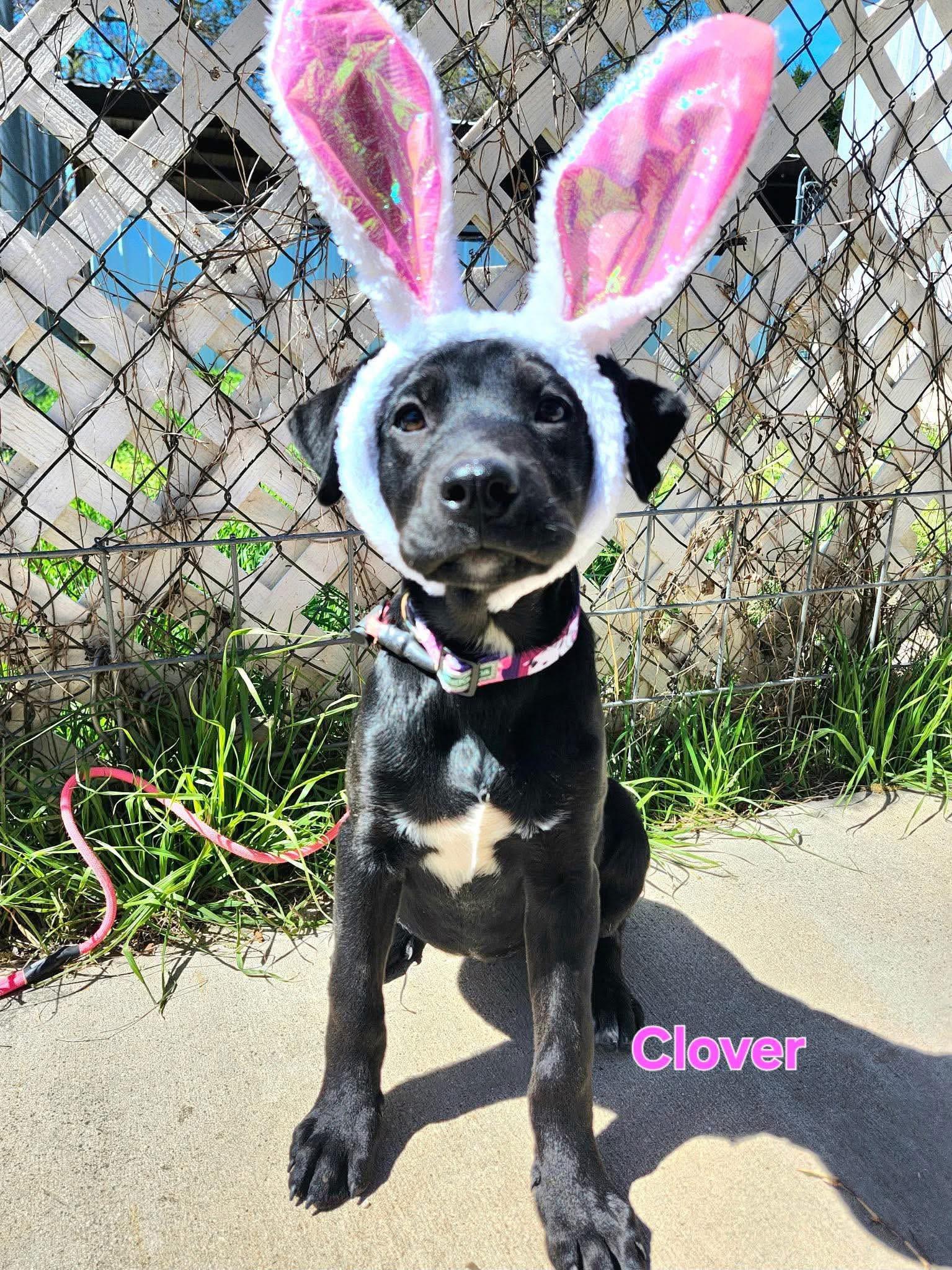 Enlarge Clover, an adopted mixed breed in Elkhorn, WI image 2/2