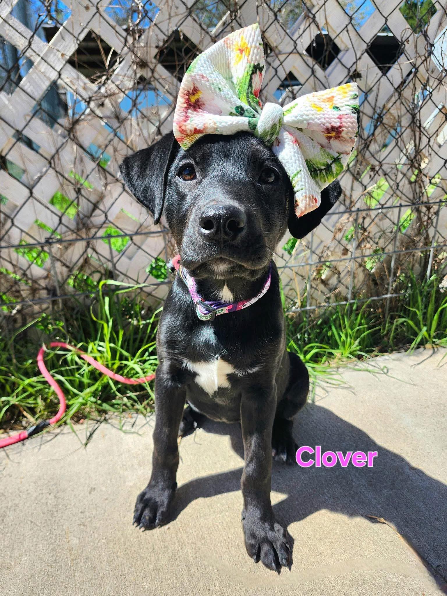 Clover, adopted, Puppy Female Black Labrador Retriever.