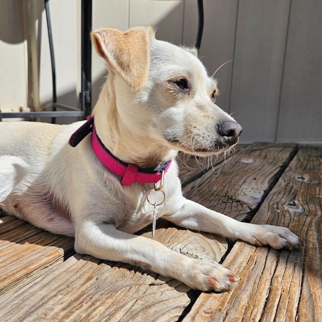 Pattie, a Adoptable mixed breed in Sun Valley, CA image 5/6