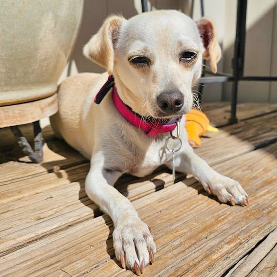 Pattie, a Adoptable mixed breed in Sun Valley, CA image 1/6