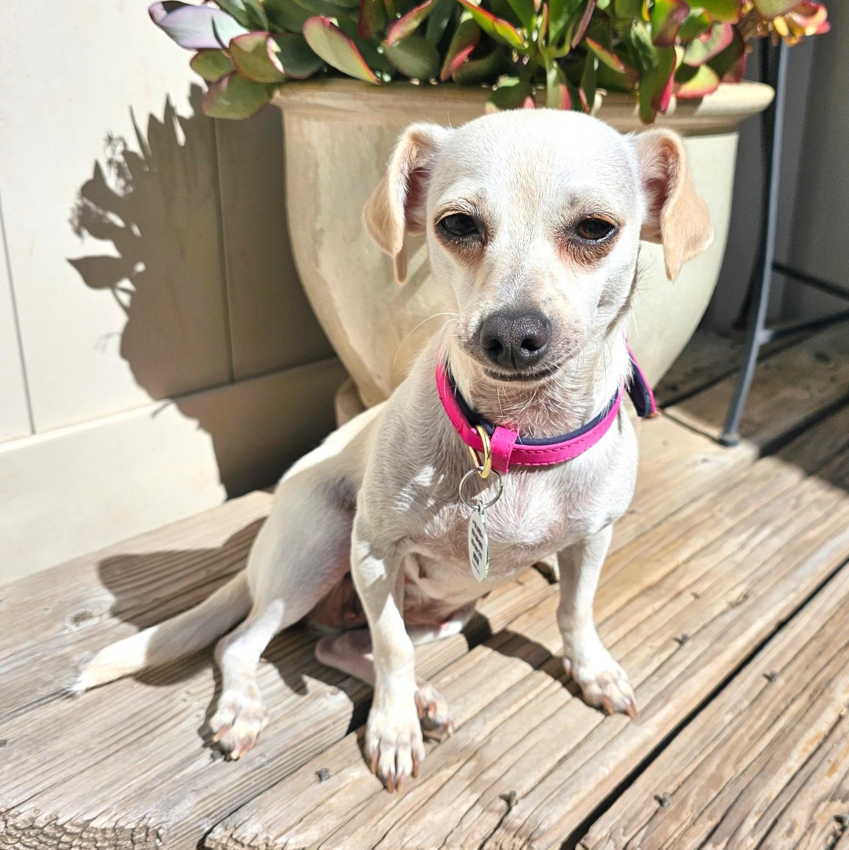 Pattie, a Adoptable mixed breed in Sun Valley, CA image 3/6