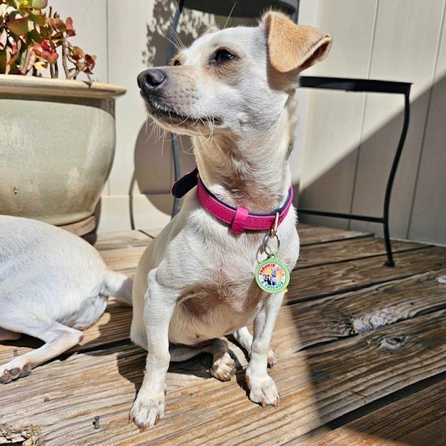 Pattie, a Adoptable mixed breed in Sun Valley, CA image 6/6
