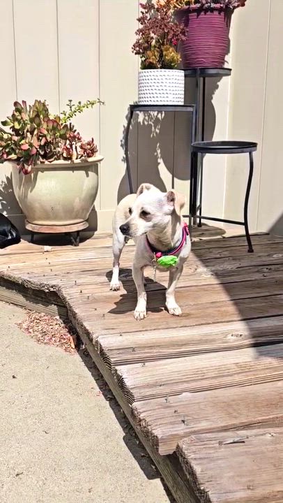 Enlarge Pattie, a Adoptable mixed breed in Sun Valley, CA video 6/6