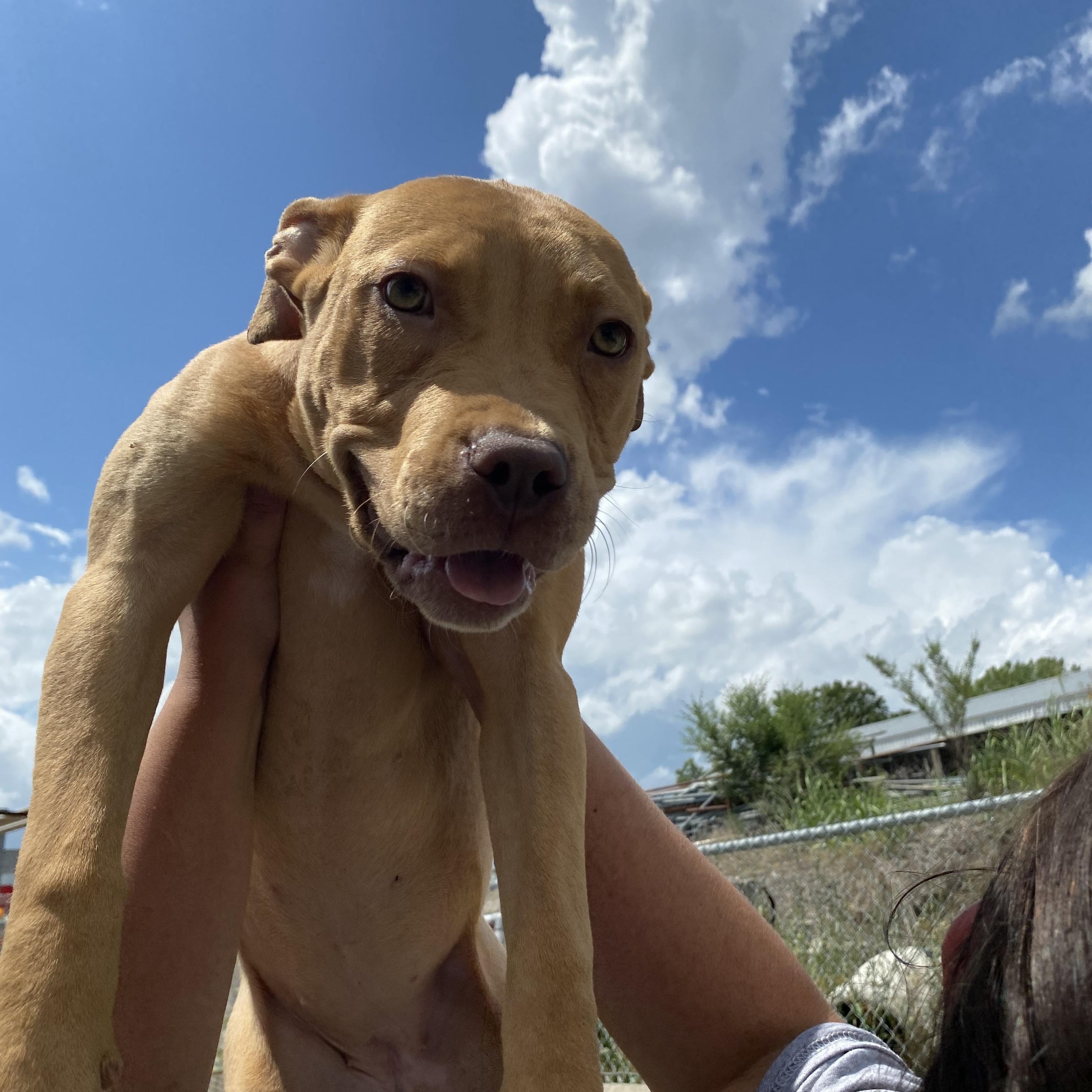 Enlarge Pippi, a Adopted Mixed Breed in Atchison, KS image 1/6