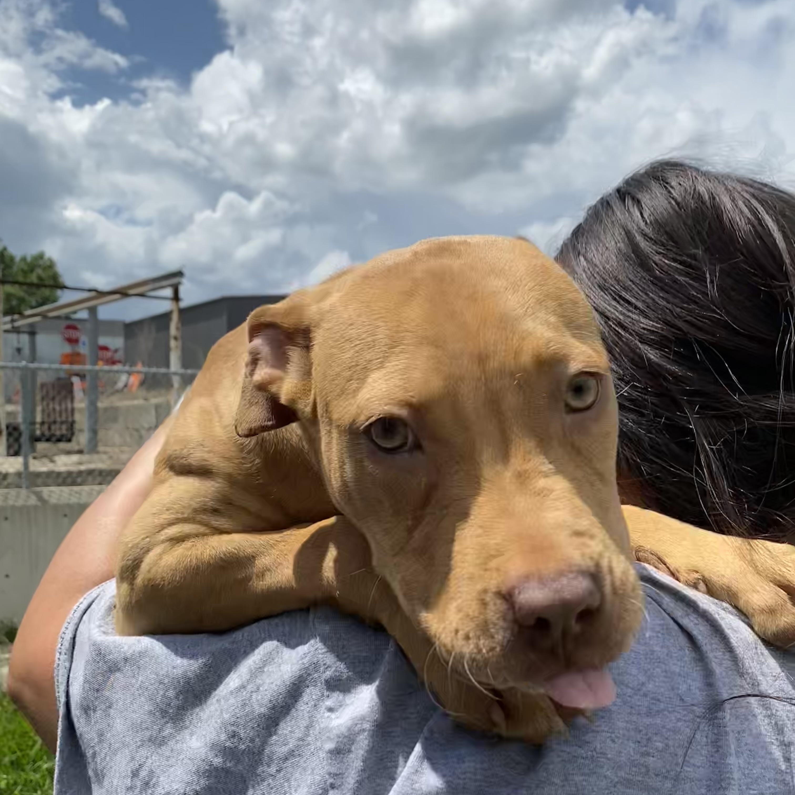 Enlarge Pippi, a Adopted Mixed Breed in Atchison, KS image 3/6