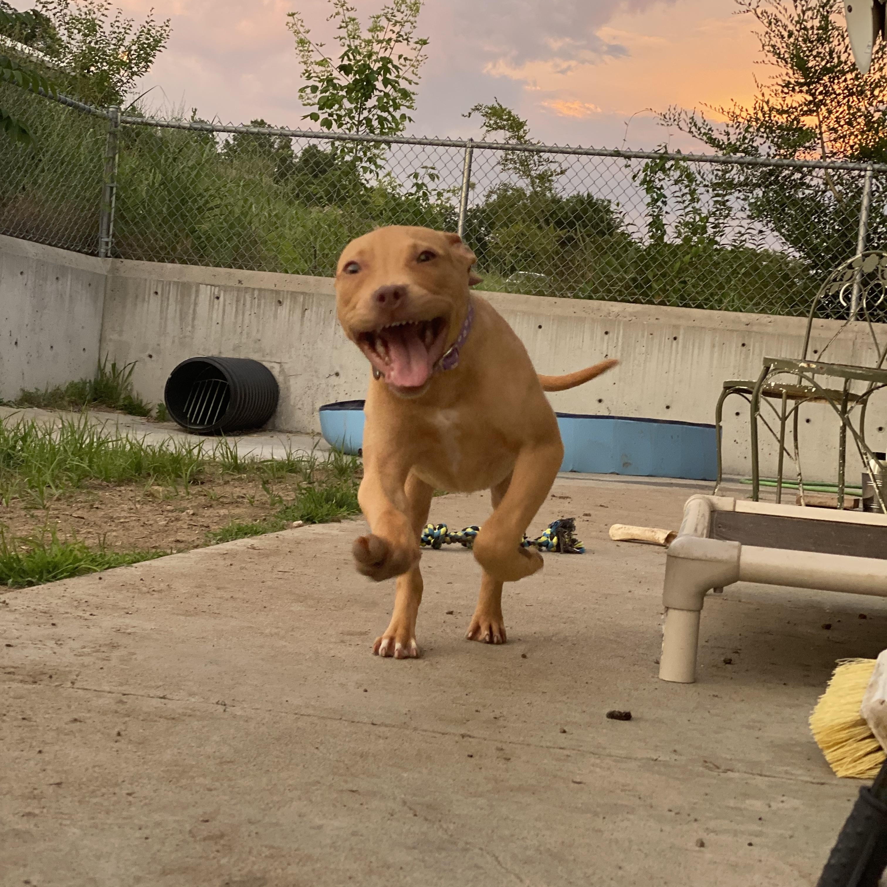 Enlarge Pippi, a Adopted Mixed Breed in Atchison, KS image 4/6