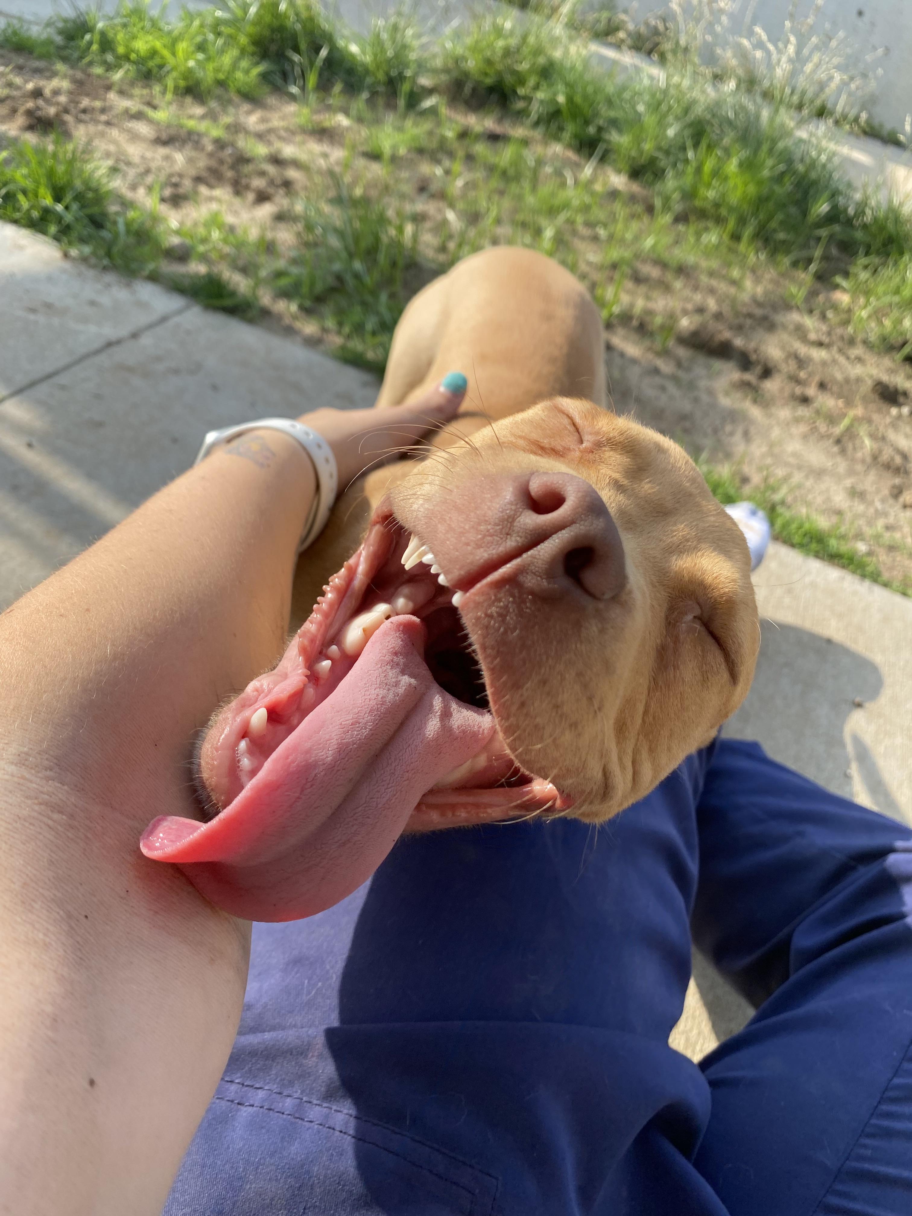 Pippi, Adopted, Young Female Mixed Breed.