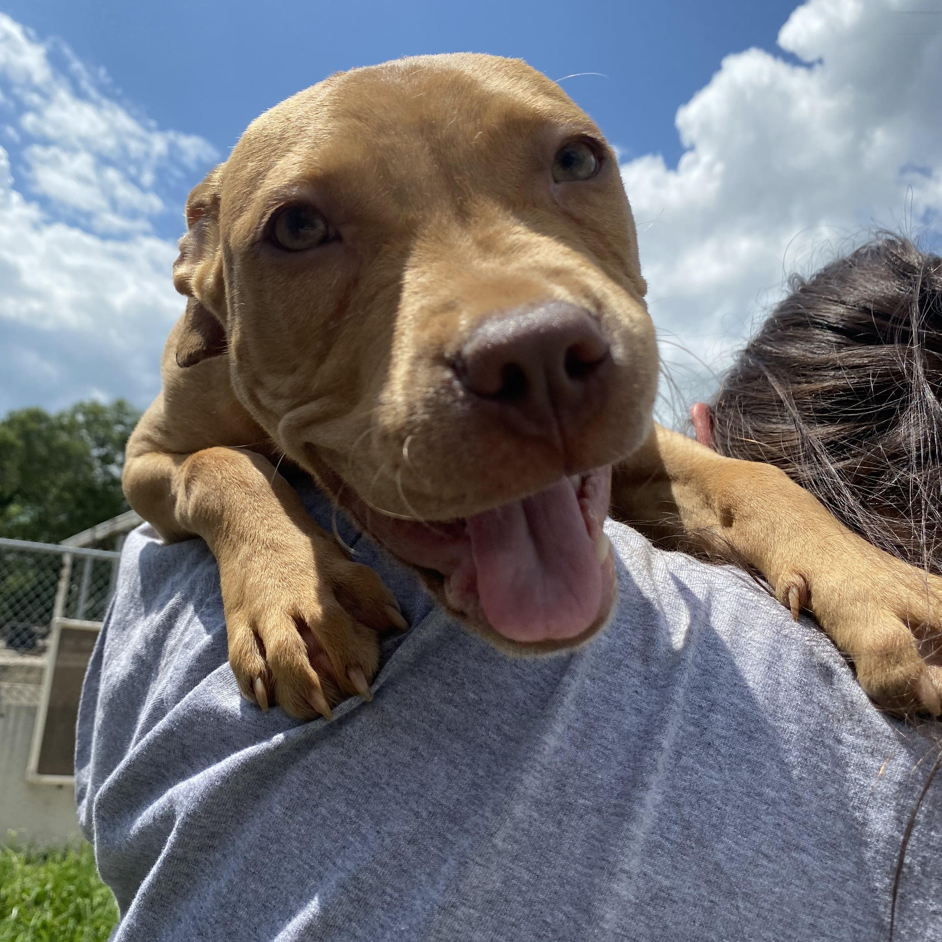 Enlarge Pippi, a Adopted Mixed Breed in Atchison, KS image 6/6