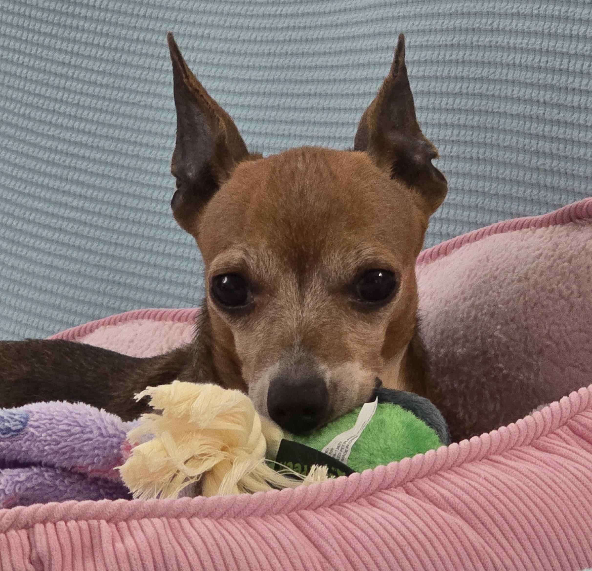 Enlarge Sabine, a Adoptable Chiweenie in Covington, WA image 3/6